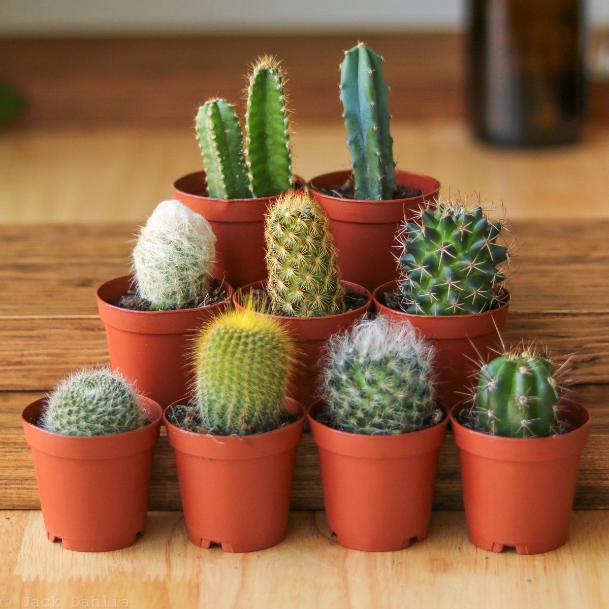 Cacti & Succulents - Ed's Plant Shop