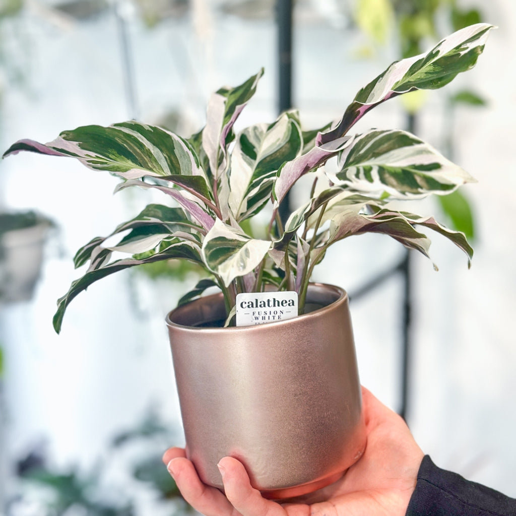 Shop Calathea Plants- Ed's Plant Shop