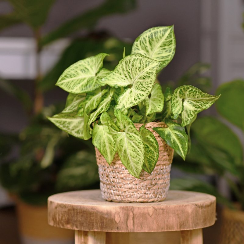 Ed's Favorites - Plants For Direct Sun - Ed's Plant Shop