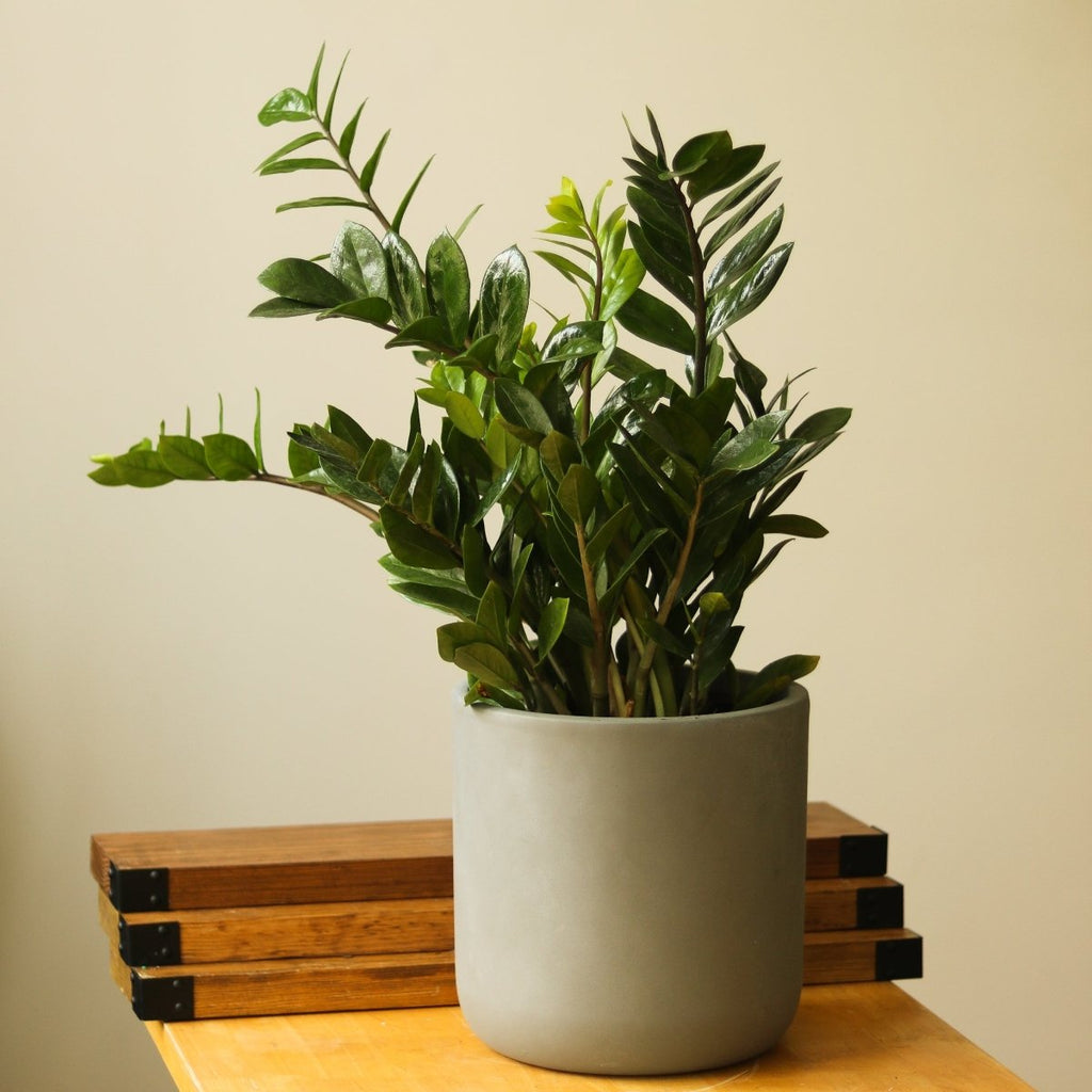 Ed's Favorites - Plants For Indirect Light - Ed's Plant Shop