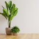 Large Floor Plants for Indoor Spaces