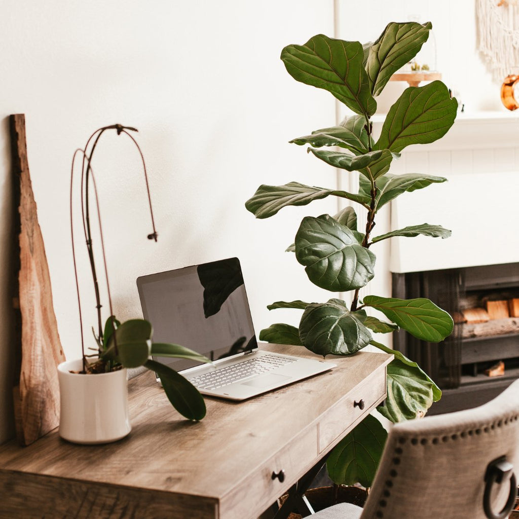 Best Plants for the Office - Ed's Plant Shop NYC