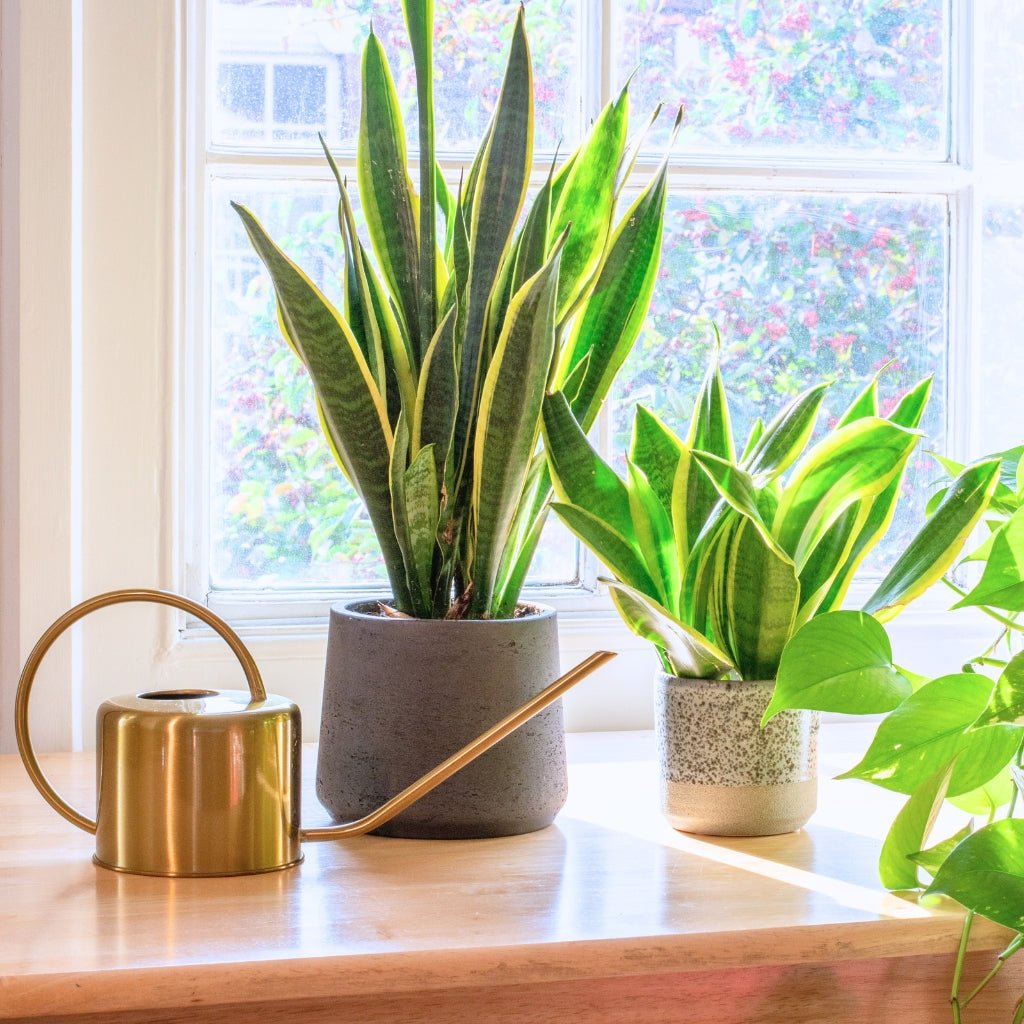 Fresh Plants & New Arrivals - Ed's Plant Shop