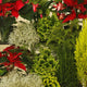 Seasonal Holiday Plant Collection