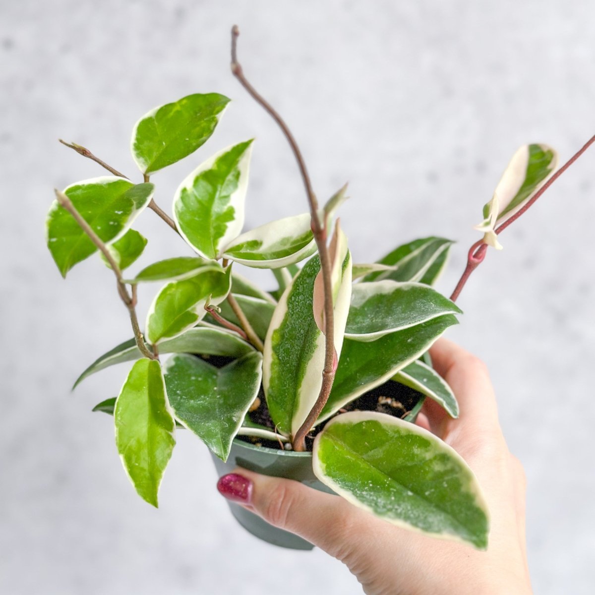 snake plant kaufen Snake 'Bantel's Sensation'