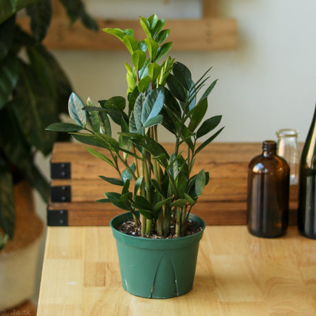 philodendron hanging basket silk plant Philodendron Hanging Basket Silk Plant – Ed's Plant Shop