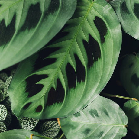 Shop Maranta Plants - Ed's Plant Shop