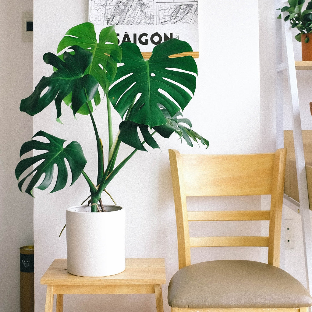 Shop Monstera Plants - Ed's Plant Shop