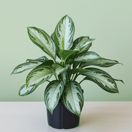 New Arrivals – Fresh Indoor Plants & More