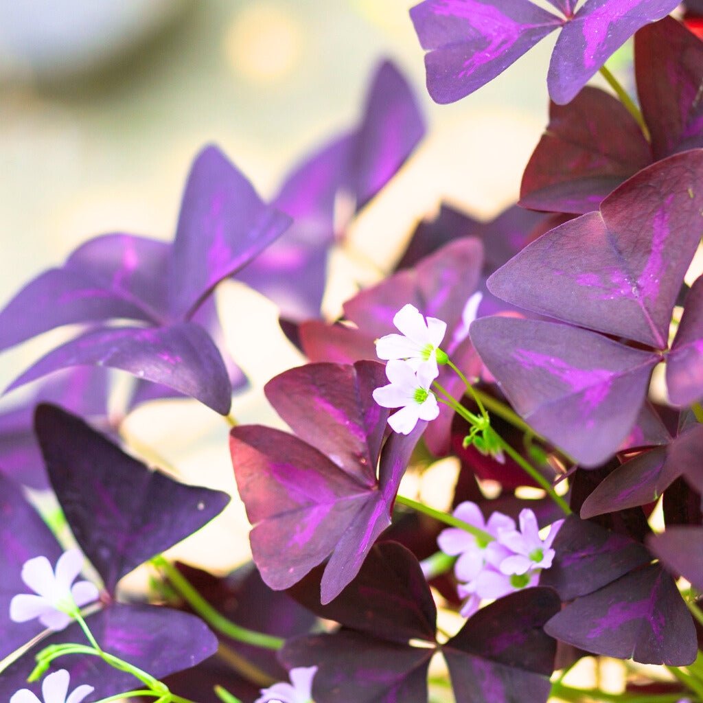 Oxalis Plants | Purple Shamrock & Wood Sorrel Varieties – Ed's