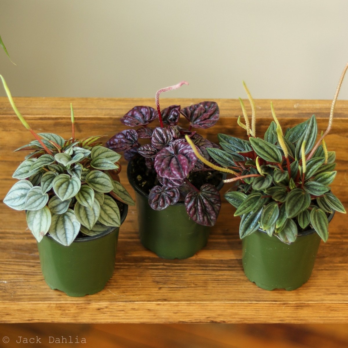 Peperomia Plants  Baby Rubber & Colorful Varieties | Ed's Plant Shop   Tagged "High humidity"