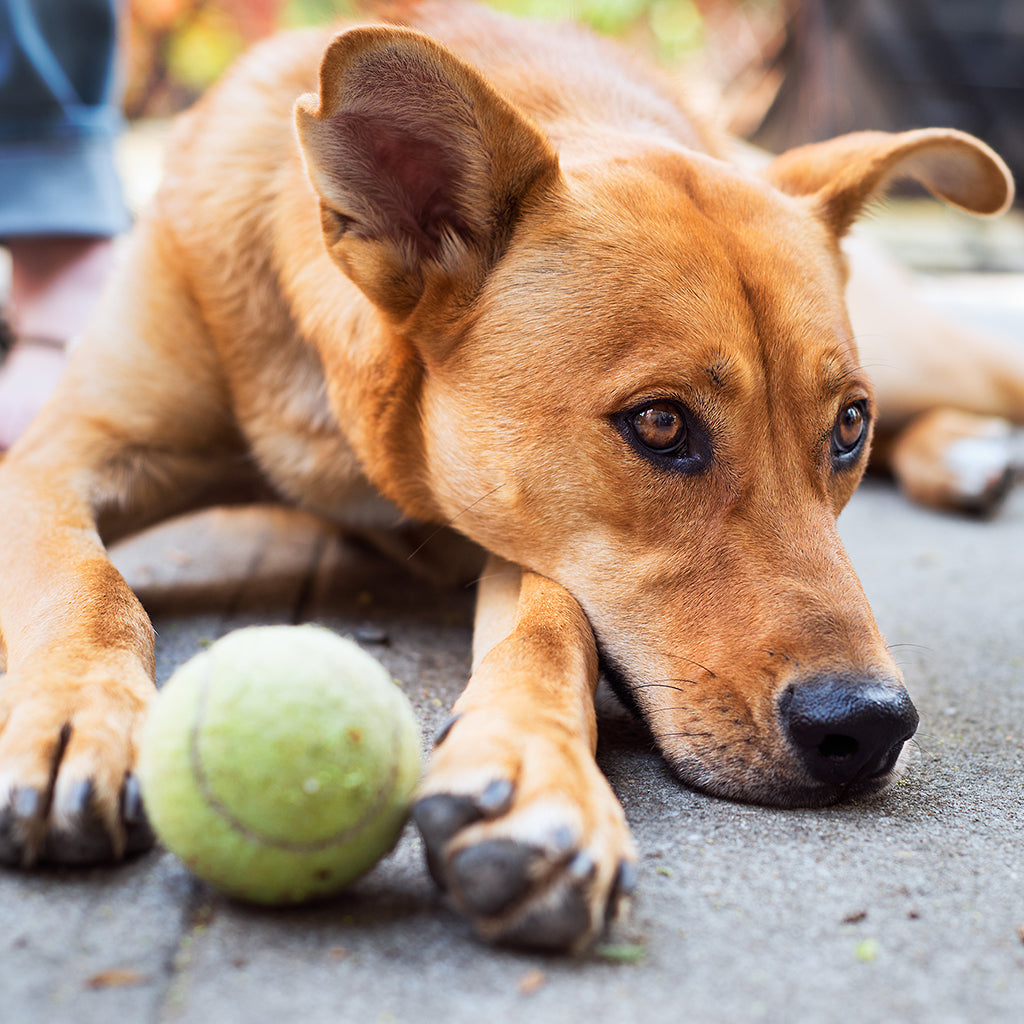 Pet Friendly Plants - Ed's Plant Shop