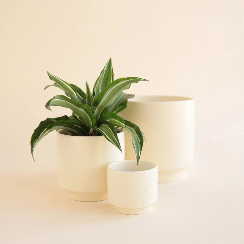 Plant Pots & Planters - Ed's Plant Shop