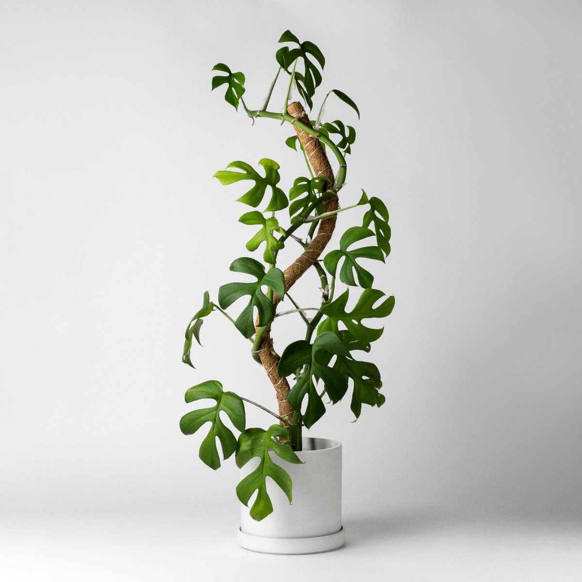 Indoor Plant Trellises & Supports | Ed's Plant Shop  Ed's Plant Shop