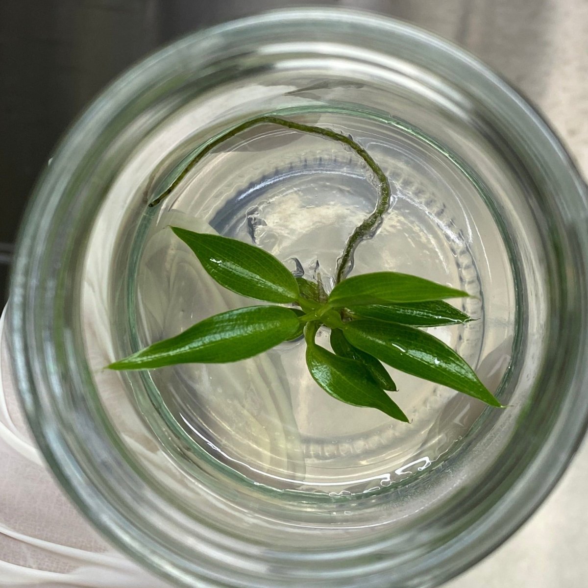 Plantlets, Tissue Cultures And Plugs - Ed's Plant Shop