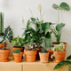 Plants In Stock – Shop Now