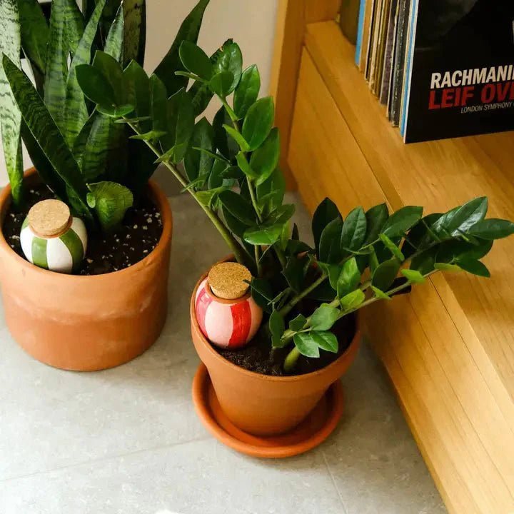 Self watering devices for plants including terracotta bulbs and ollas
