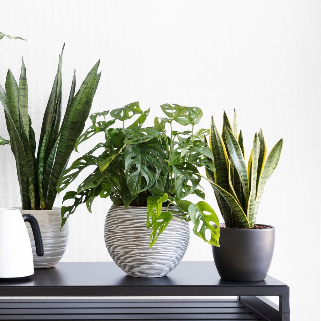 dieffenbachia panther Dieffenbachia 'Panther'