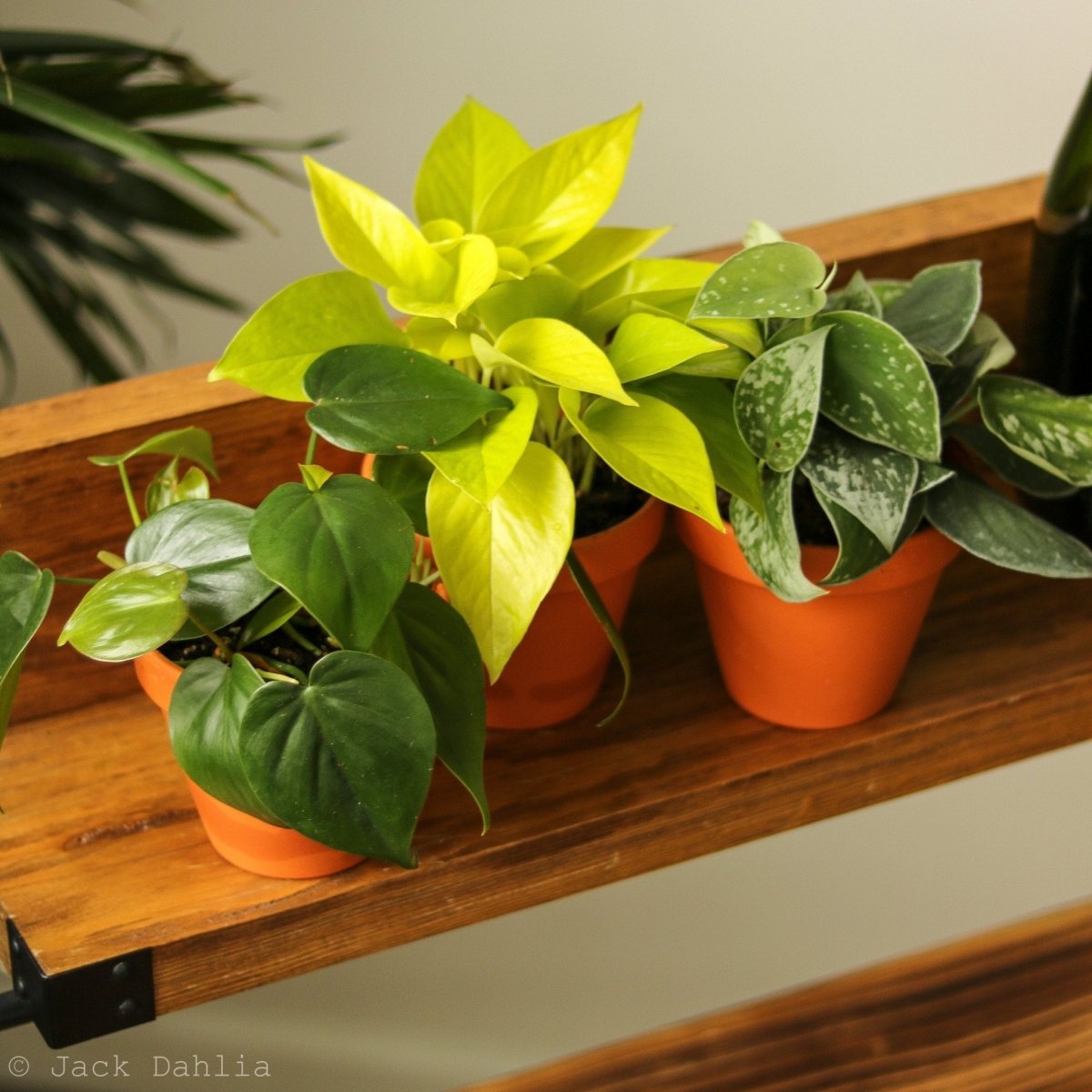 Shop All Plants for Sale