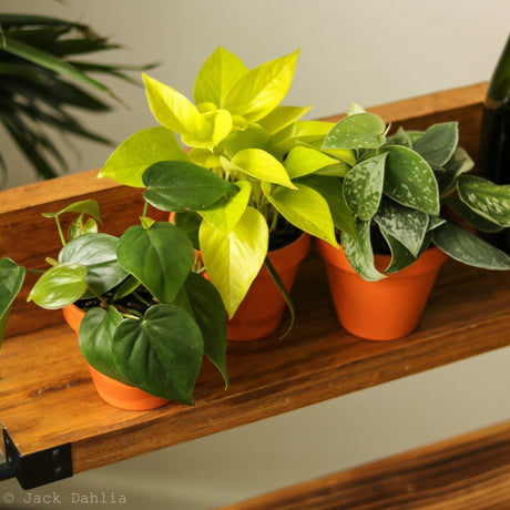 Shop All Plants for Sale
