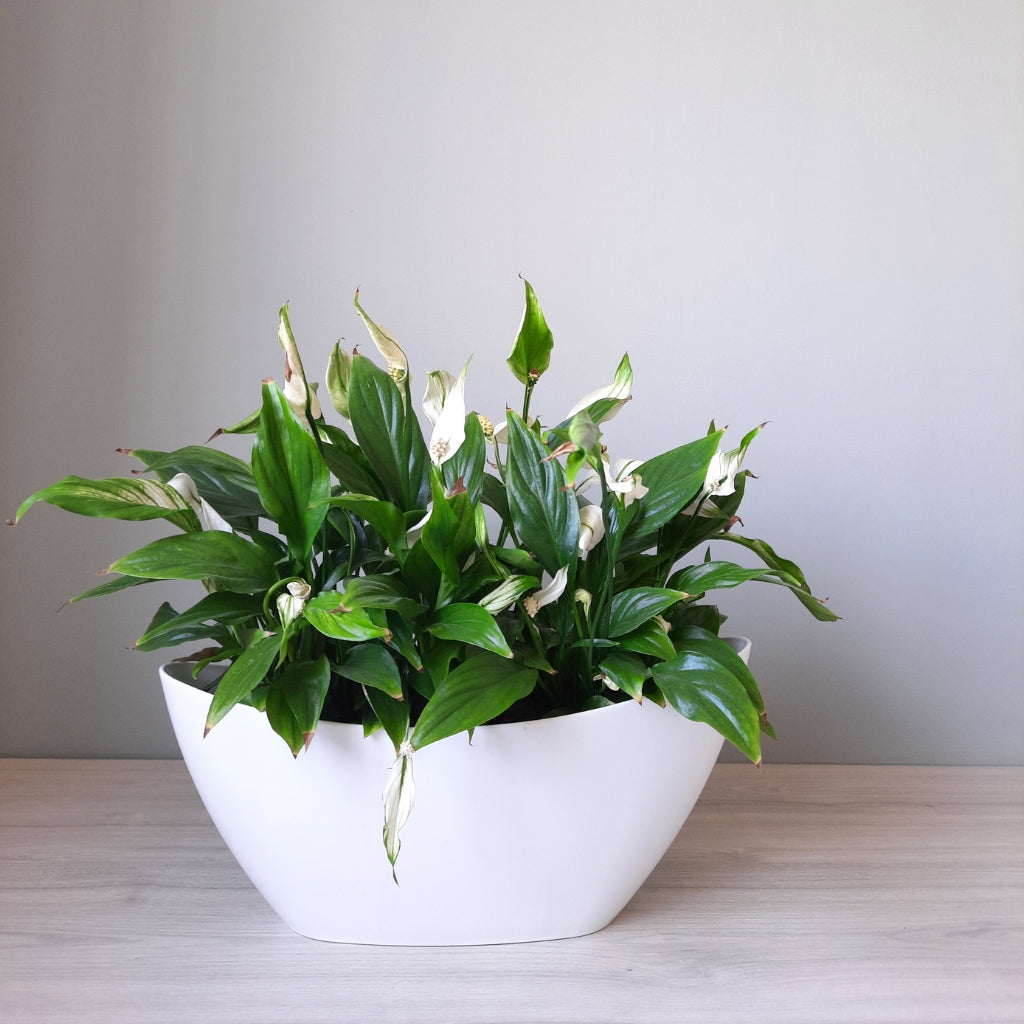 Sympathy Plant Gifts - Ed's Plant Shop - Peace Lily