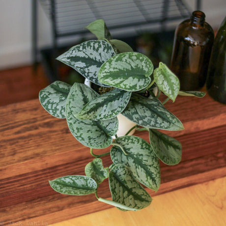 nearly natural 4762 philodendron Philodendron Hanging Basket Silk Plant – Ed's Plant Shop