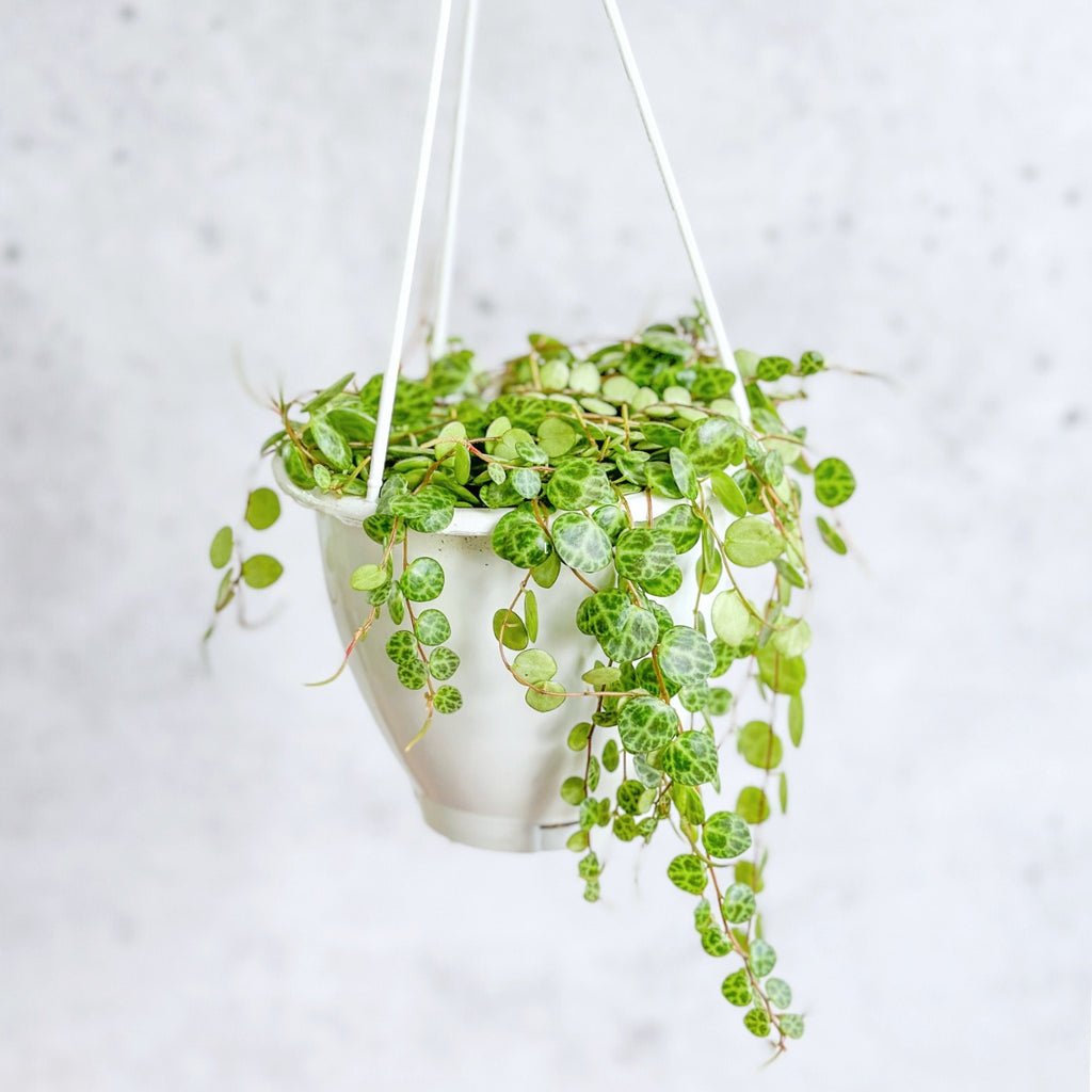 Trailing & Hanging Indoor Plants - Ed's Plant Shop