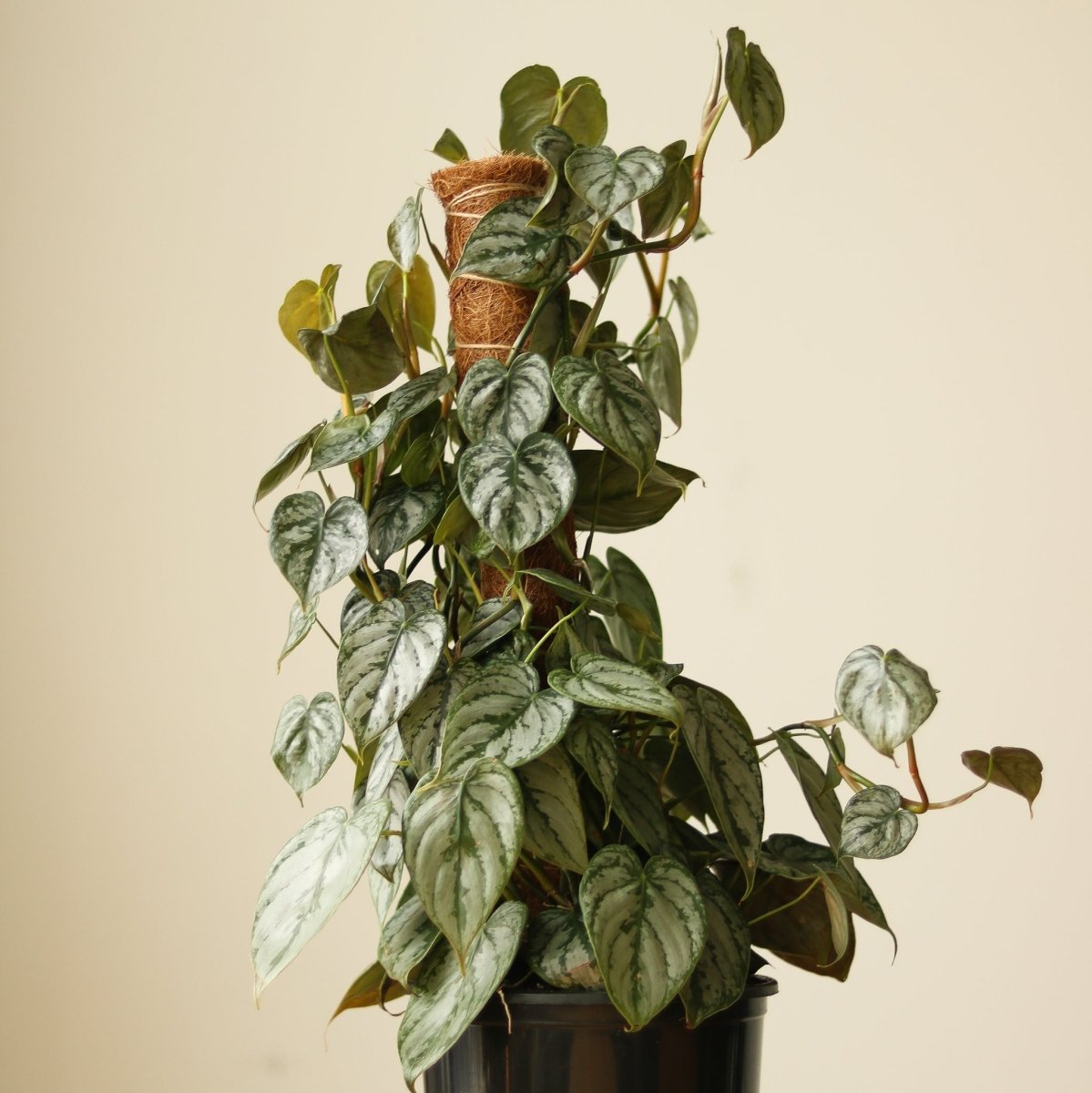 philodendron xanadu blätter hängen Hydro hängender Philodendron – Green Me Up main image 0