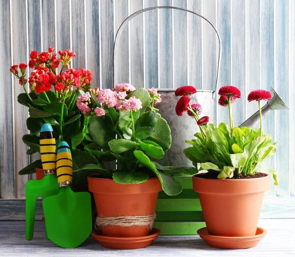 Valentine's Day Gifts for Plant Lovers - Love Blooms – Ed's Plant Shop