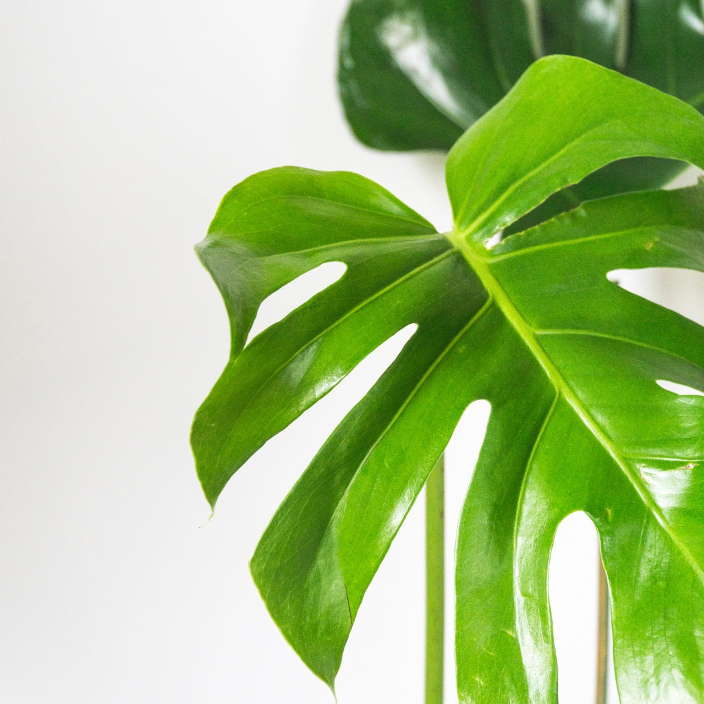 Monstera Plant, Monstera Leaf, Houseplant