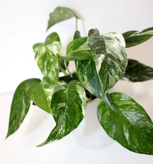 Epipremnum Pinnatum Variegated