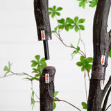 10’ Artificial Minimalist Enkianthus Tree - Ed's Plant Shop