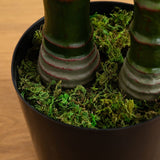 10 - ft UV Resistant Artificial Double Robellini Palm Tree (Indoor/Outdoor) - Ed's Plant Shop