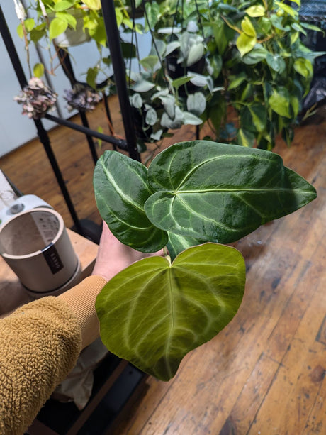 Anthurium magnificum Silver - Ed's Plant Shop