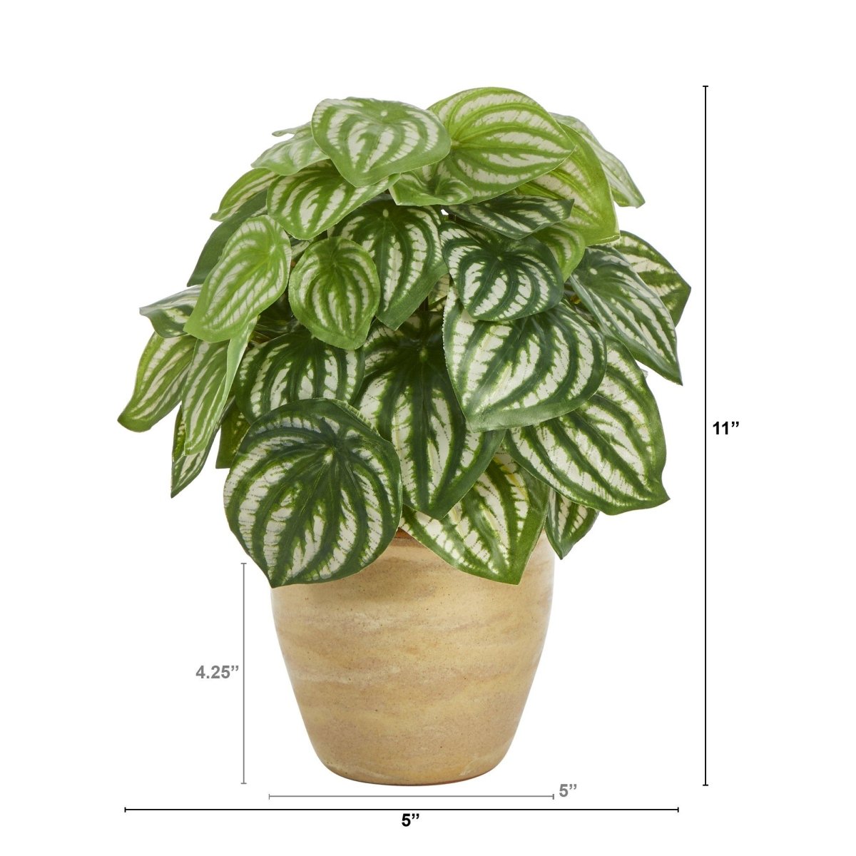 11 - inch Artificial Watermelon Peperomia - Faux Plant in Ceramic Planter - Ed's Plant Shop