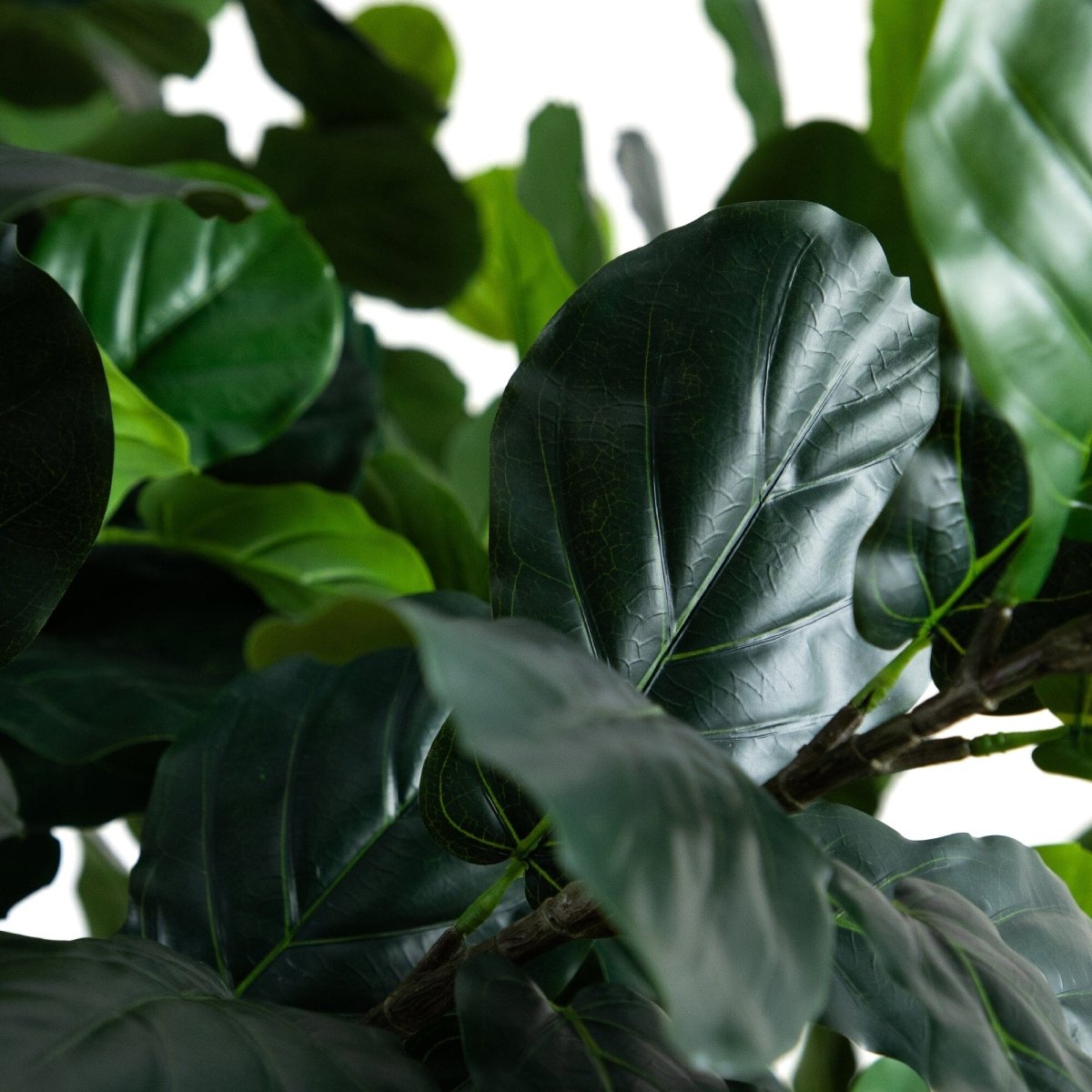 13' Faux Fiddle Leaf Fig Tree | Lifelike Indoor Tree - Ed's Plant Shop