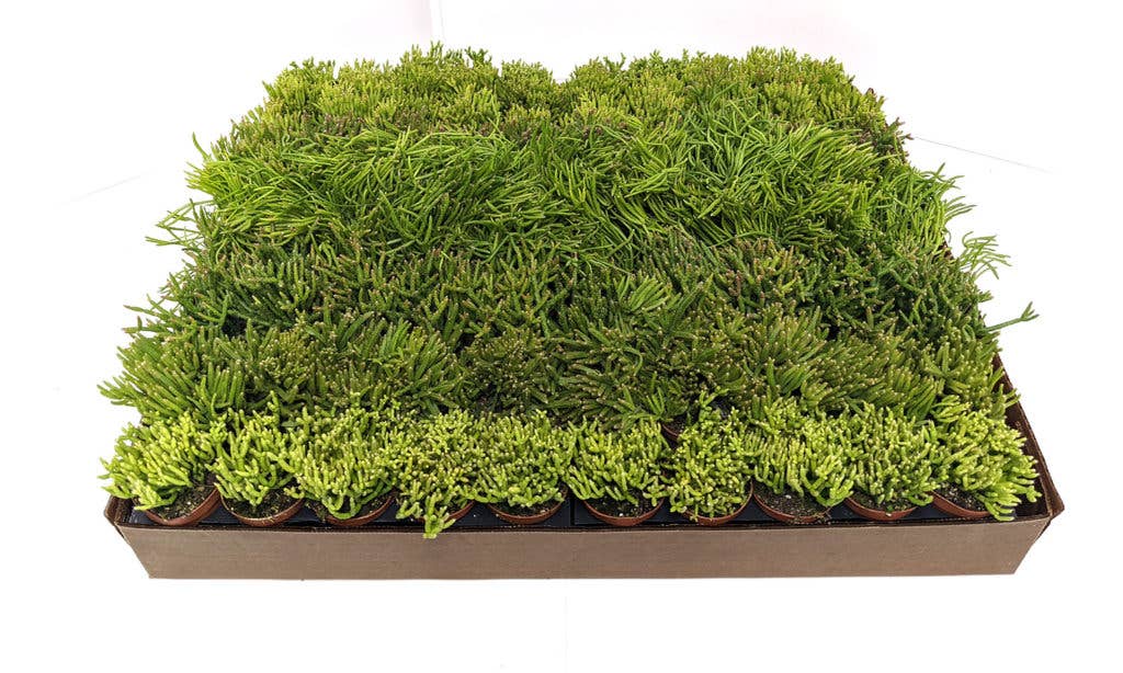 2-Inch Rhipsalis Assortment  Variety Pack of Jungle Cactus  Ed's Plant  Shop