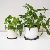 Kostr – The Sustainable Plant Pot Coaster- Monstera Leaf