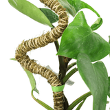 Twisted rope with moss wrapped around it on a philodendron plant against a white background