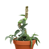 Potted pothos plant with a bendable moss pole with spiral design on a white background