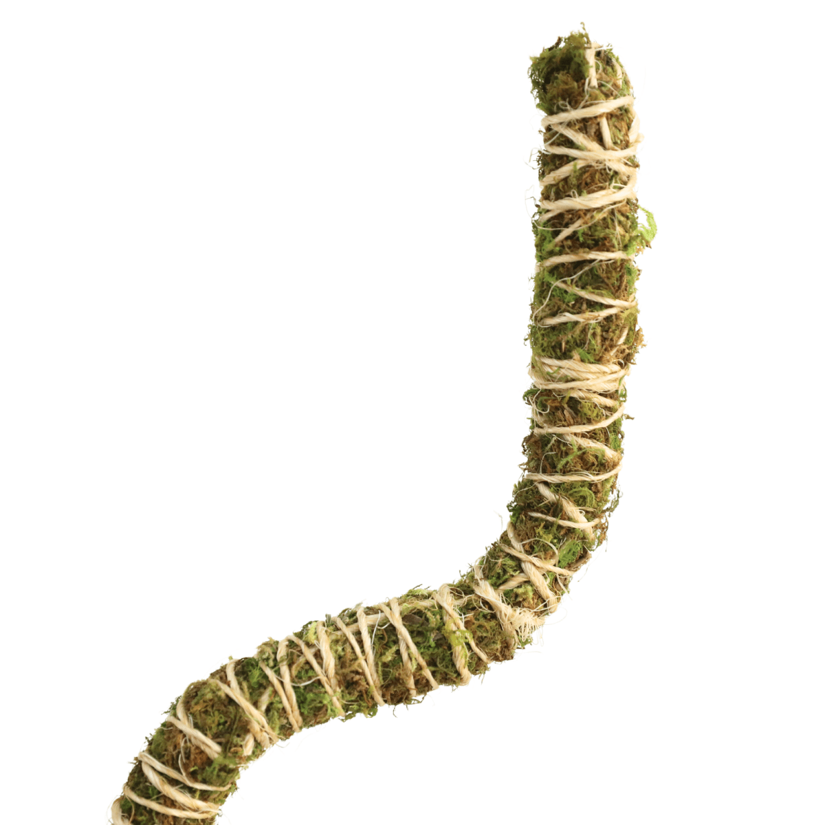 Moss-covered bendable plant support like a snake on a white background