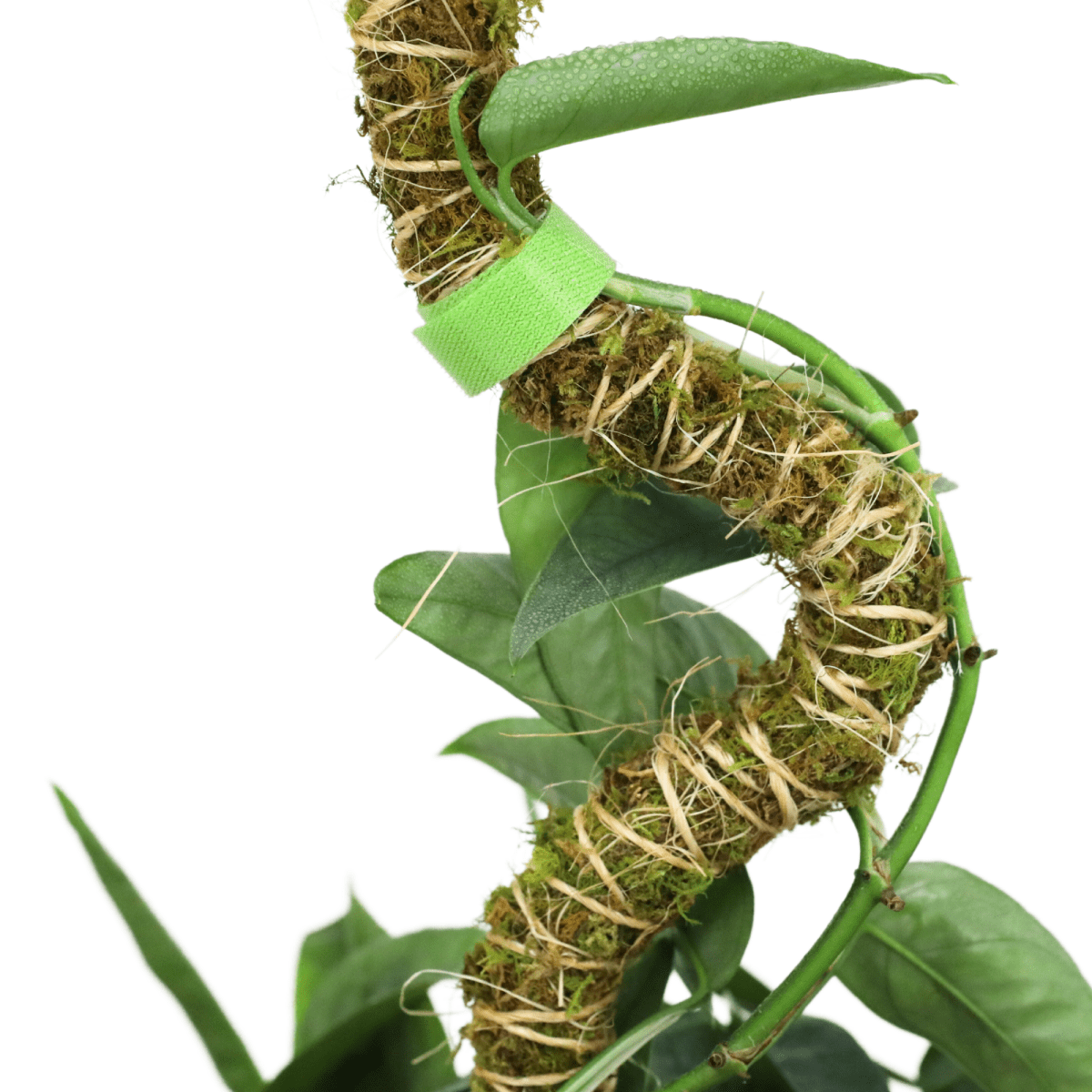 Spiral pothos vine with moss on a white background