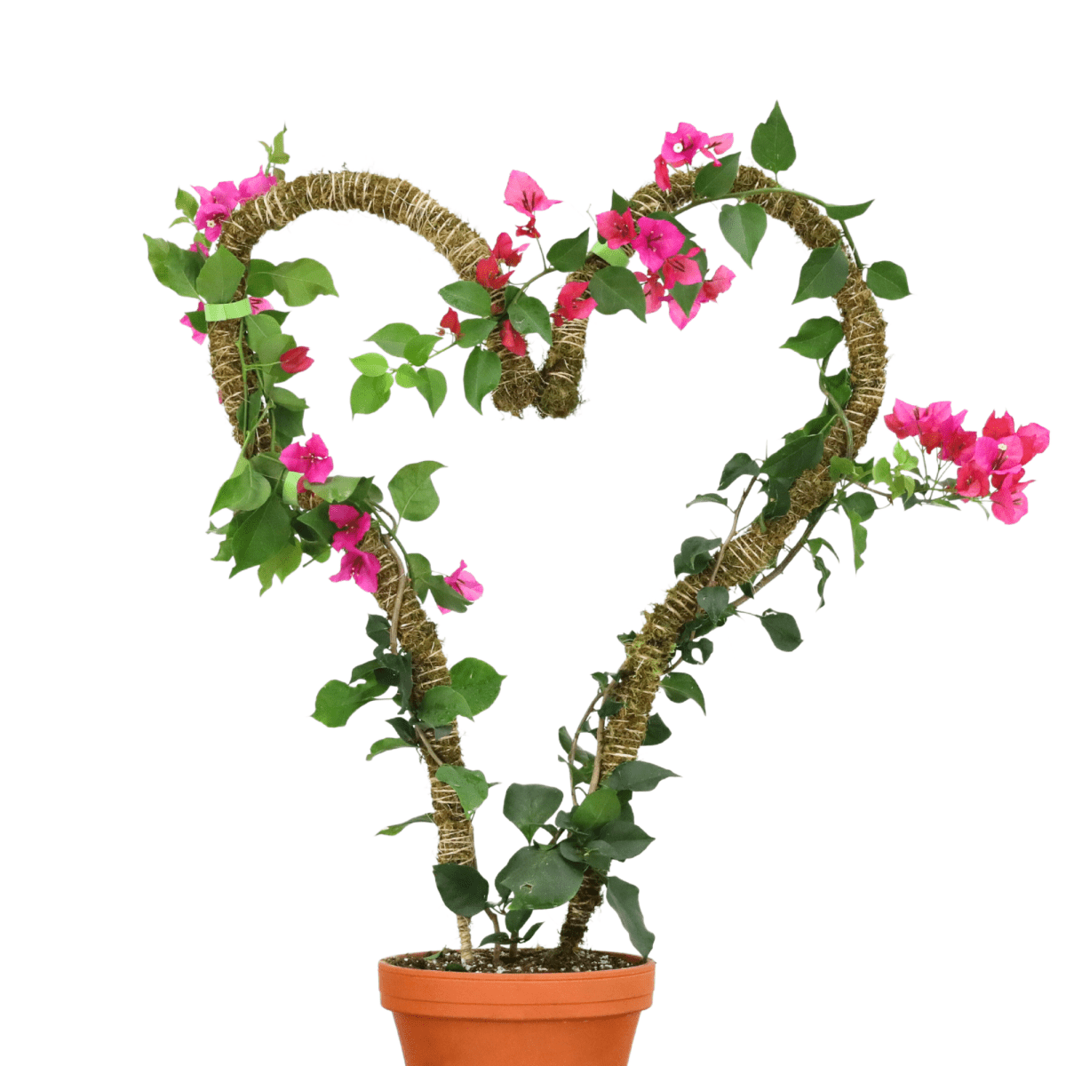 Heart-shaped plant on bendable coir moss pole with pink flowers and green leaves in a pot on a white background