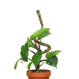 Potted plant with a coiled rope on a white background