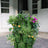 3-Tier GreenStalk Original Vertical Planter with Basket Weave Texture in Evergreen – front view