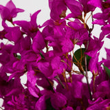 30” Artificial Bougainvillea Arrangement in Glass Vase - Ed's Plant Shop