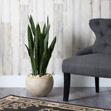 32 - in Sansevieria Artificial Plant | Sand - Colored Planter - Ed's Plant Shop