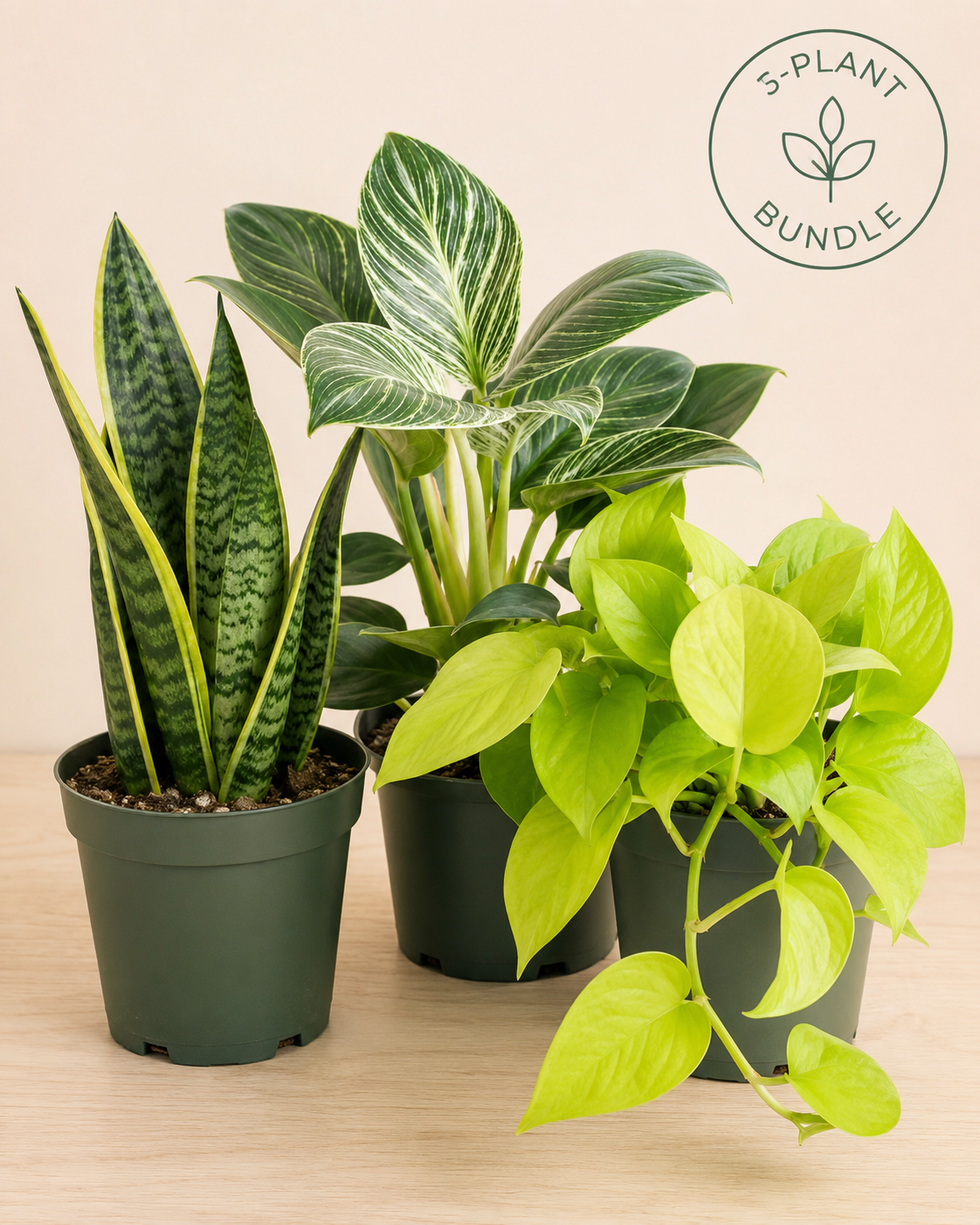 Three potted houseplants arranged together on a light wood surface against a warm beige background. The bundle includes a snake plant in a dark green pot, a variegated green and white leafy plant in a dark green pot, and a bright yellow-green trailing vine in a dark green pot.