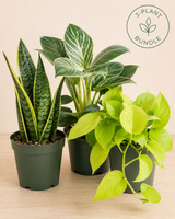 Three potted houseplants arranged together on a light wood surface against a warm beige background. The bundle includes a snake plant in a dark green pot, a variegated green and white leafy plant in a dark green pot, and a bright yellow-green trailing vine in a dark green pot.