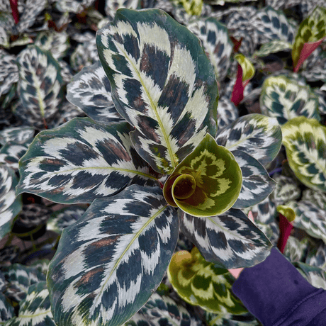4" Calathea Helen Kennedy - Goeppertia Dressleri - Ed's Plant Shop